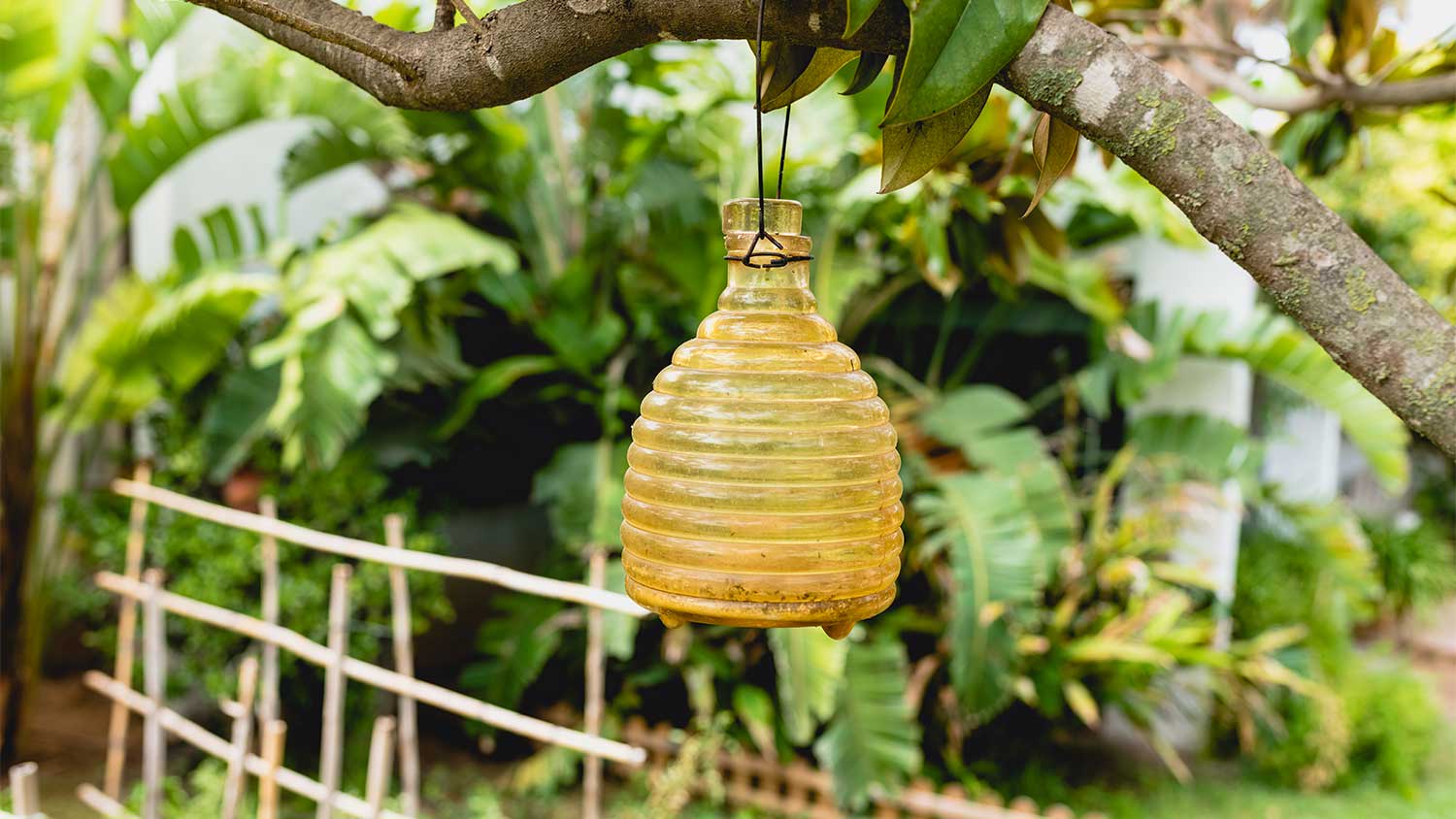 A view of a wasp trap in a garden