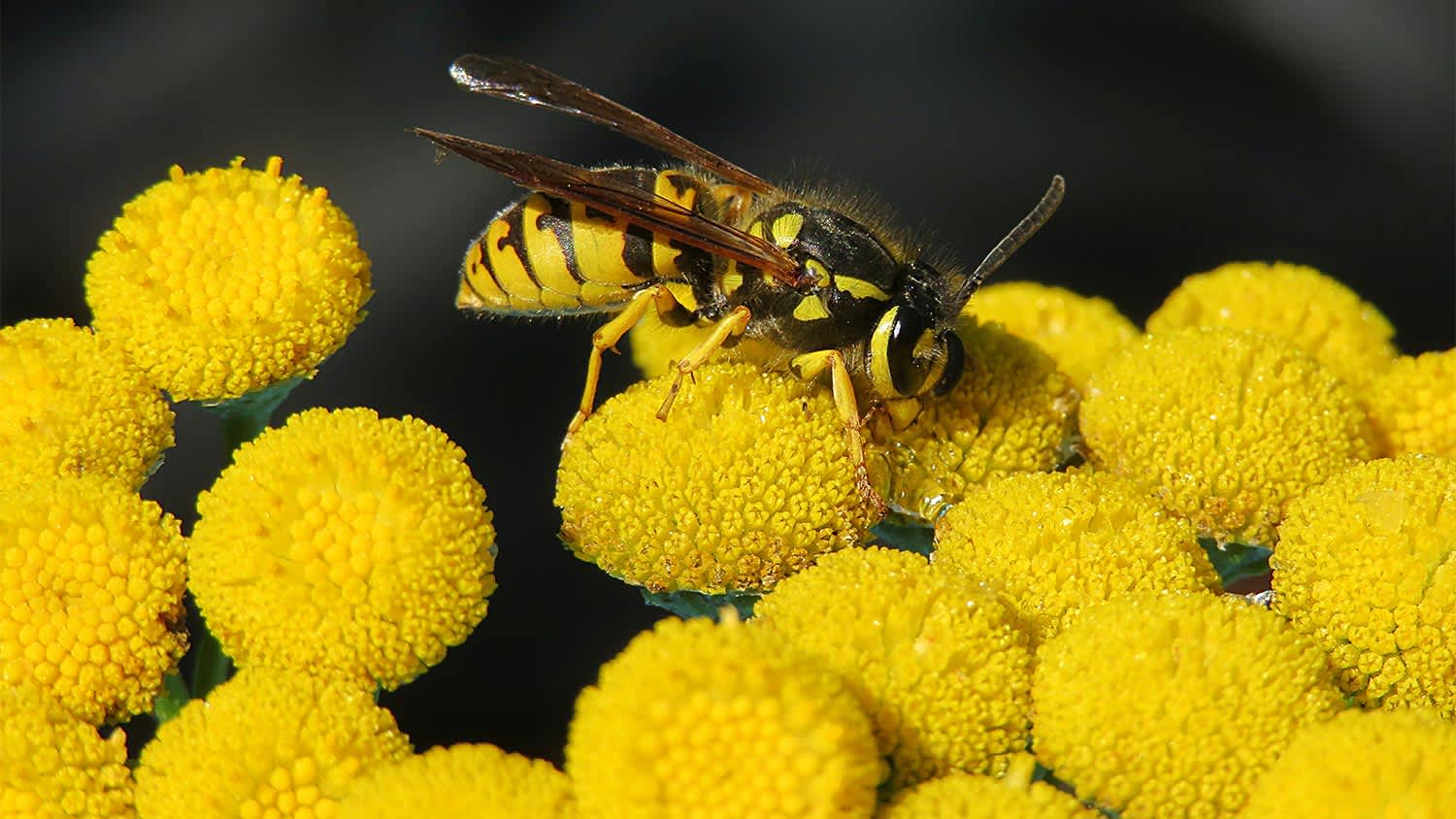 Wasp in bunch of yellow flowers