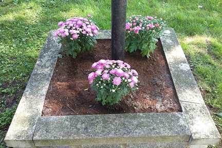 mum flowers