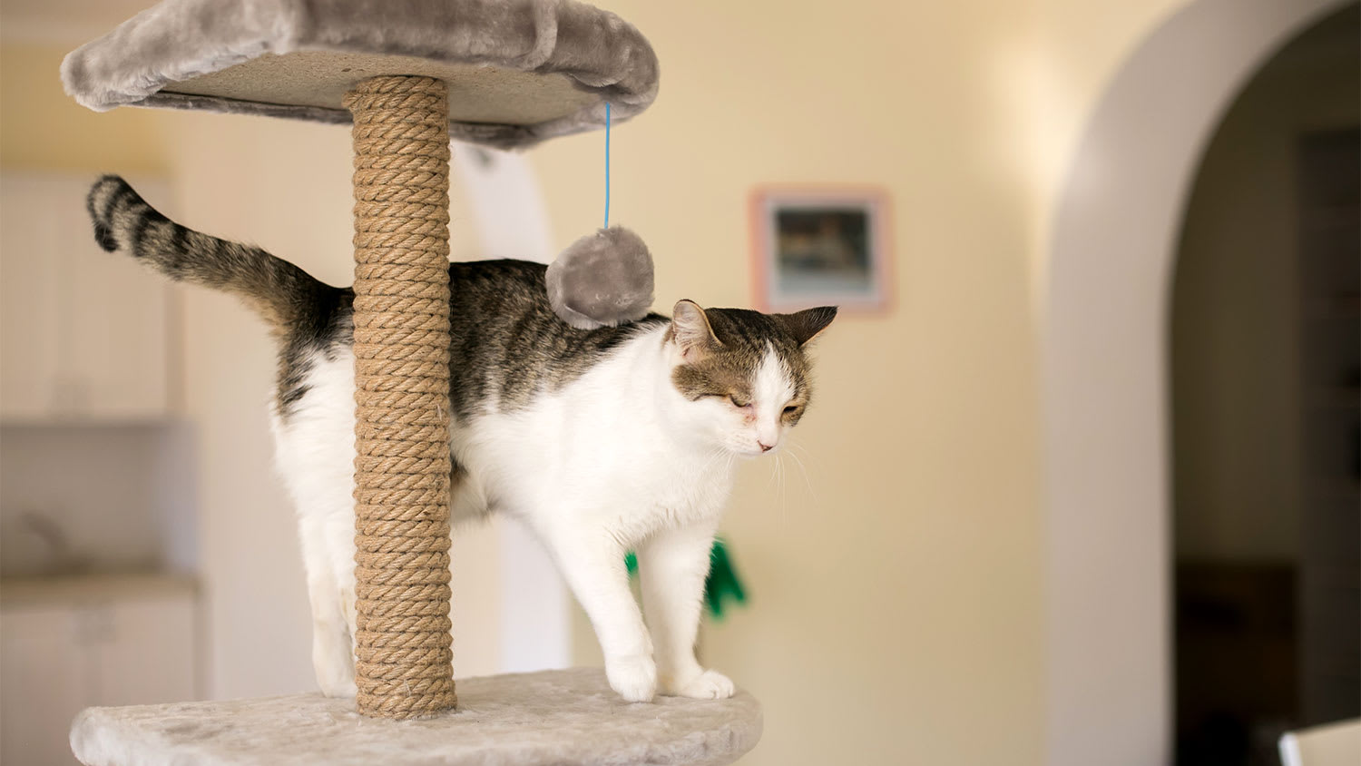 A cat stands on a cat tower