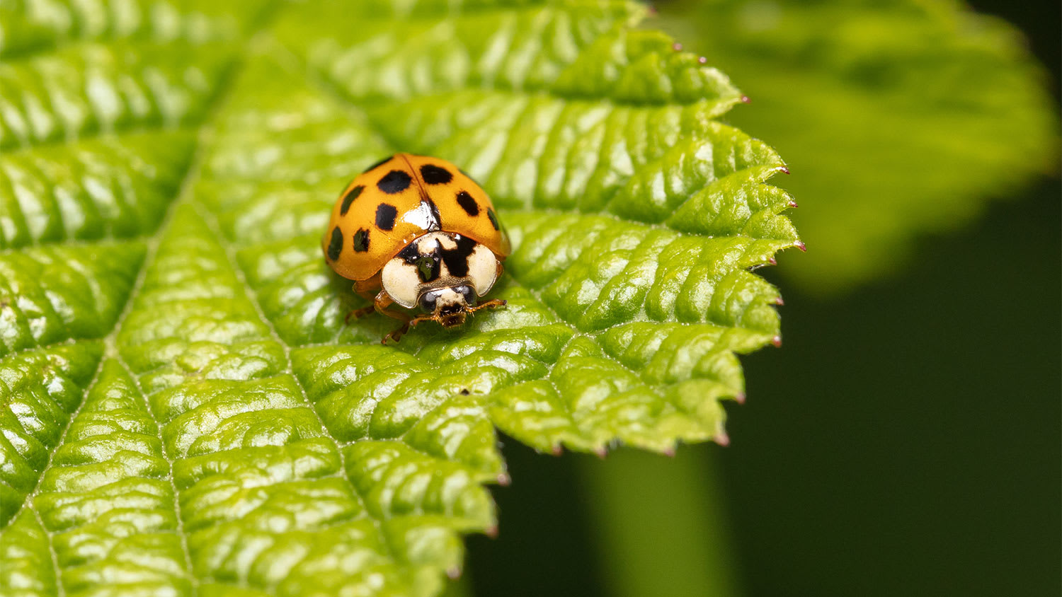 A closeup of a harlequin ladybug