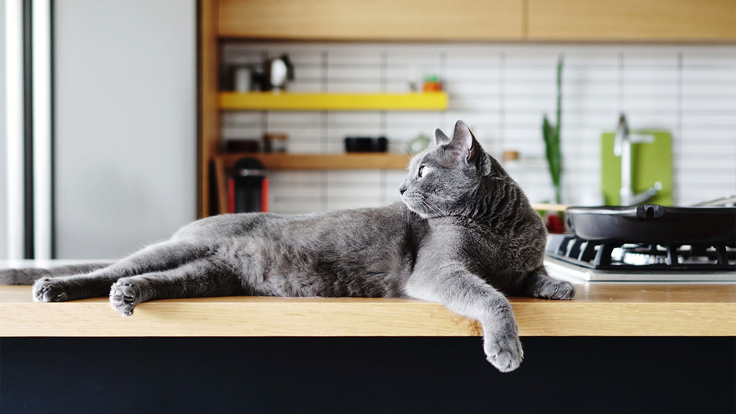 A cat sits on a kitchen countertop