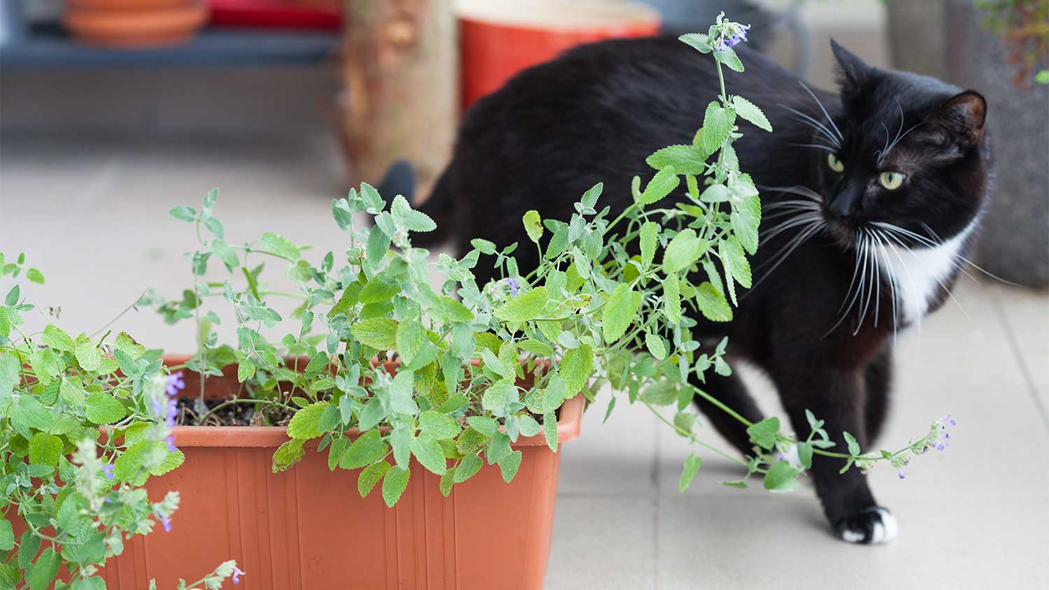 A view of a potted catnip plant and a cat on a patio
