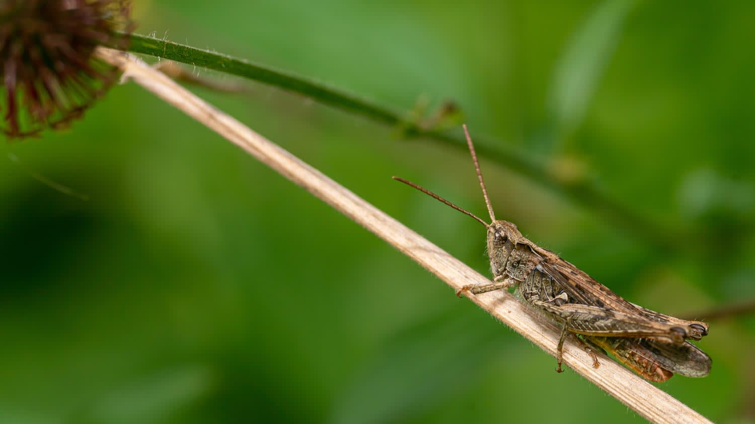 A brown cricket in a garden