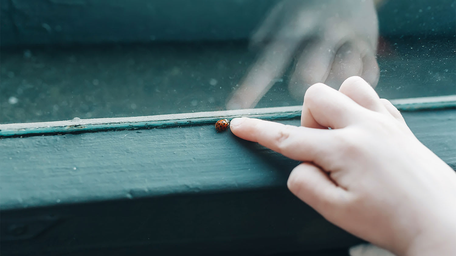 A view of ladybug on a windowsill