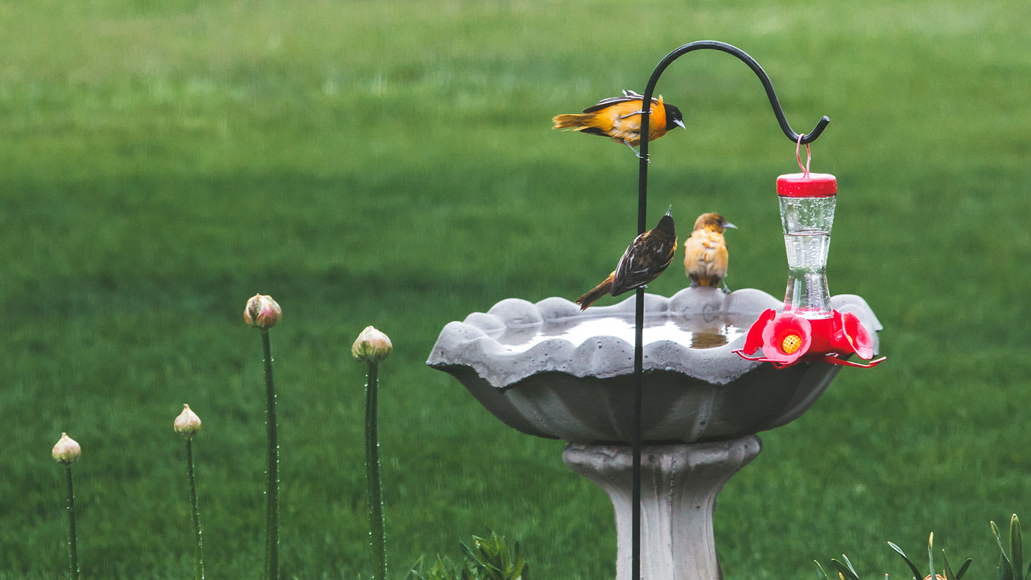 Oriole birds sitting along bird bath