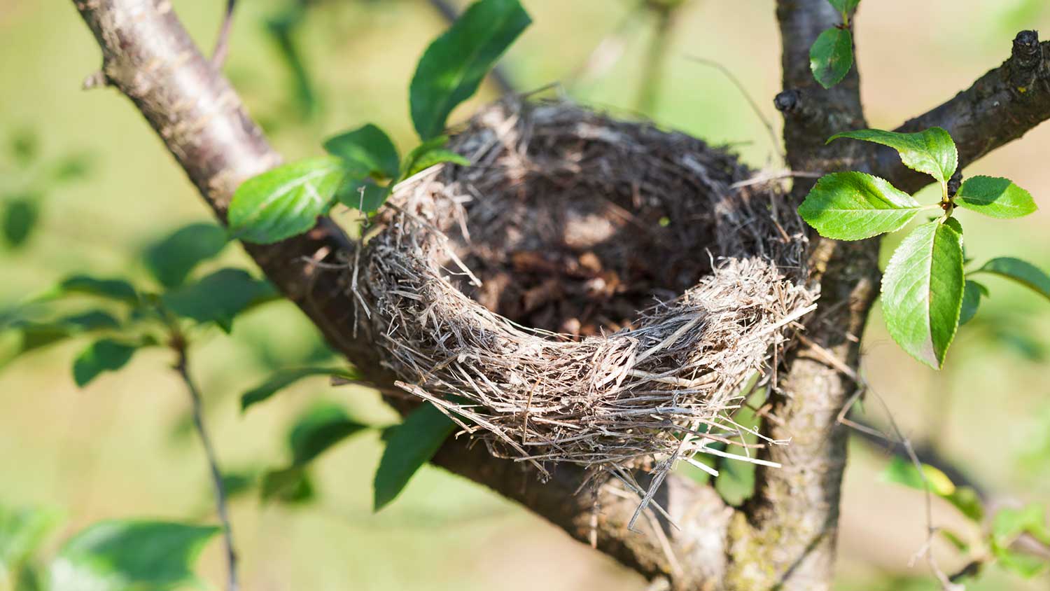 Empty bird nest on a tree branch