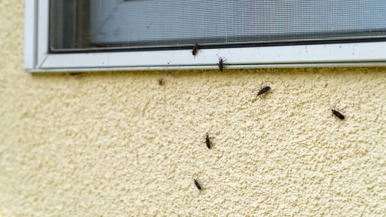 Box Elder bugs walking in the siding of a house