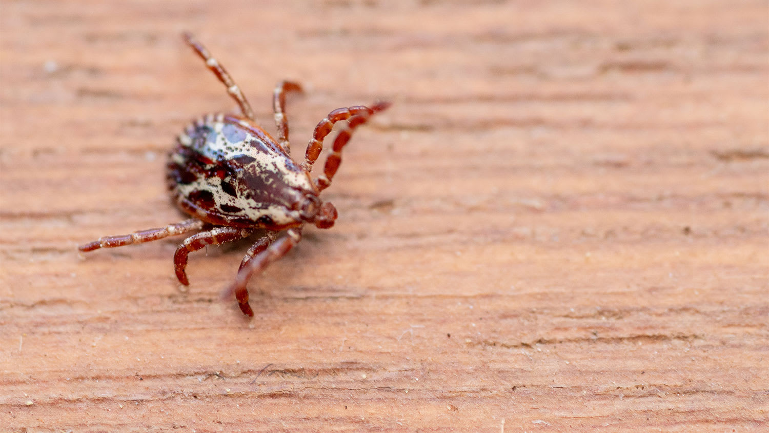 A closeup of a dog tick