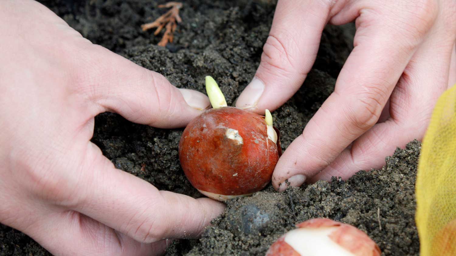 Closeup of a gardener planting a tulip bulb