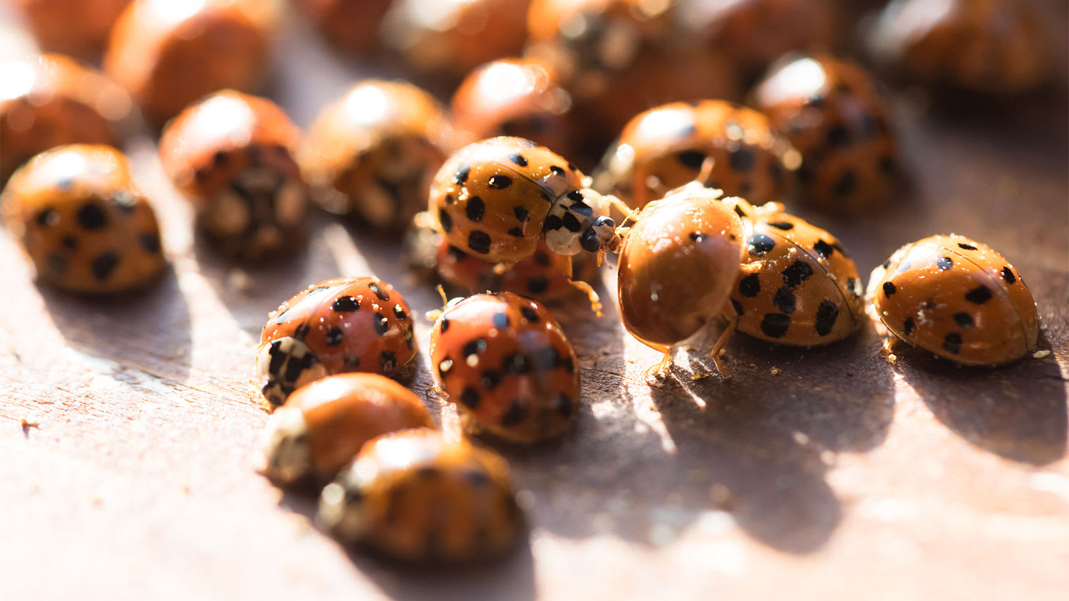 A view of an Asian lady beetle infestation