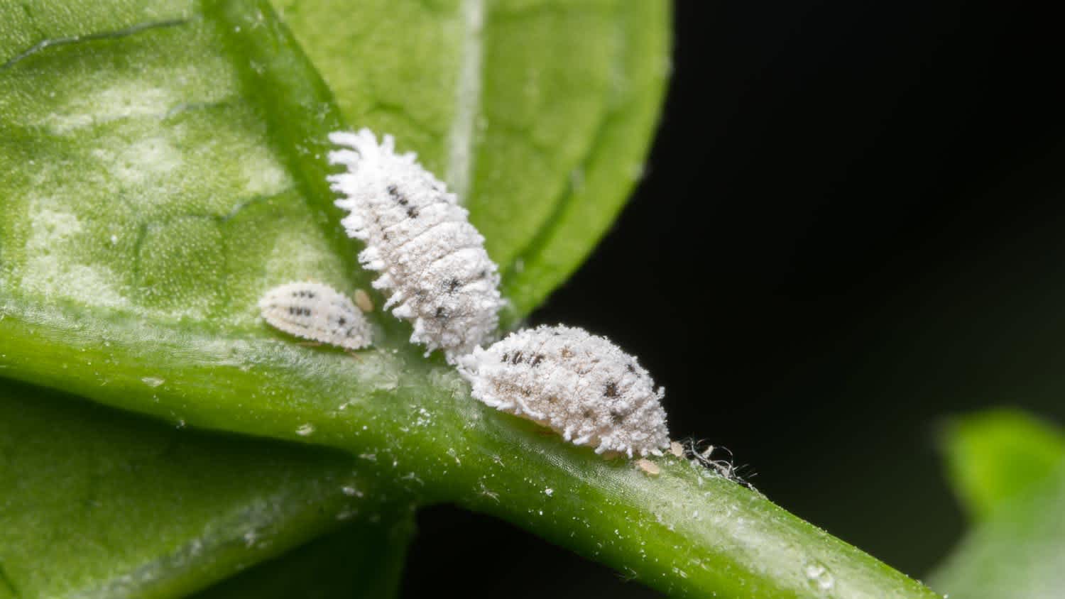 A macro photo of mealybugs on a plant