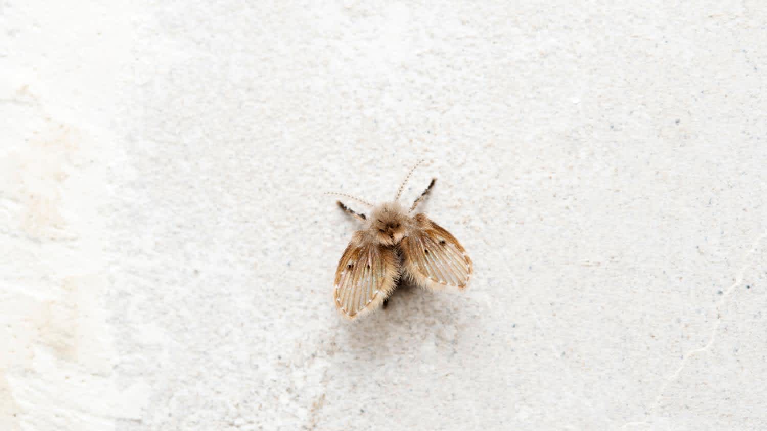 A psychoda cinerea