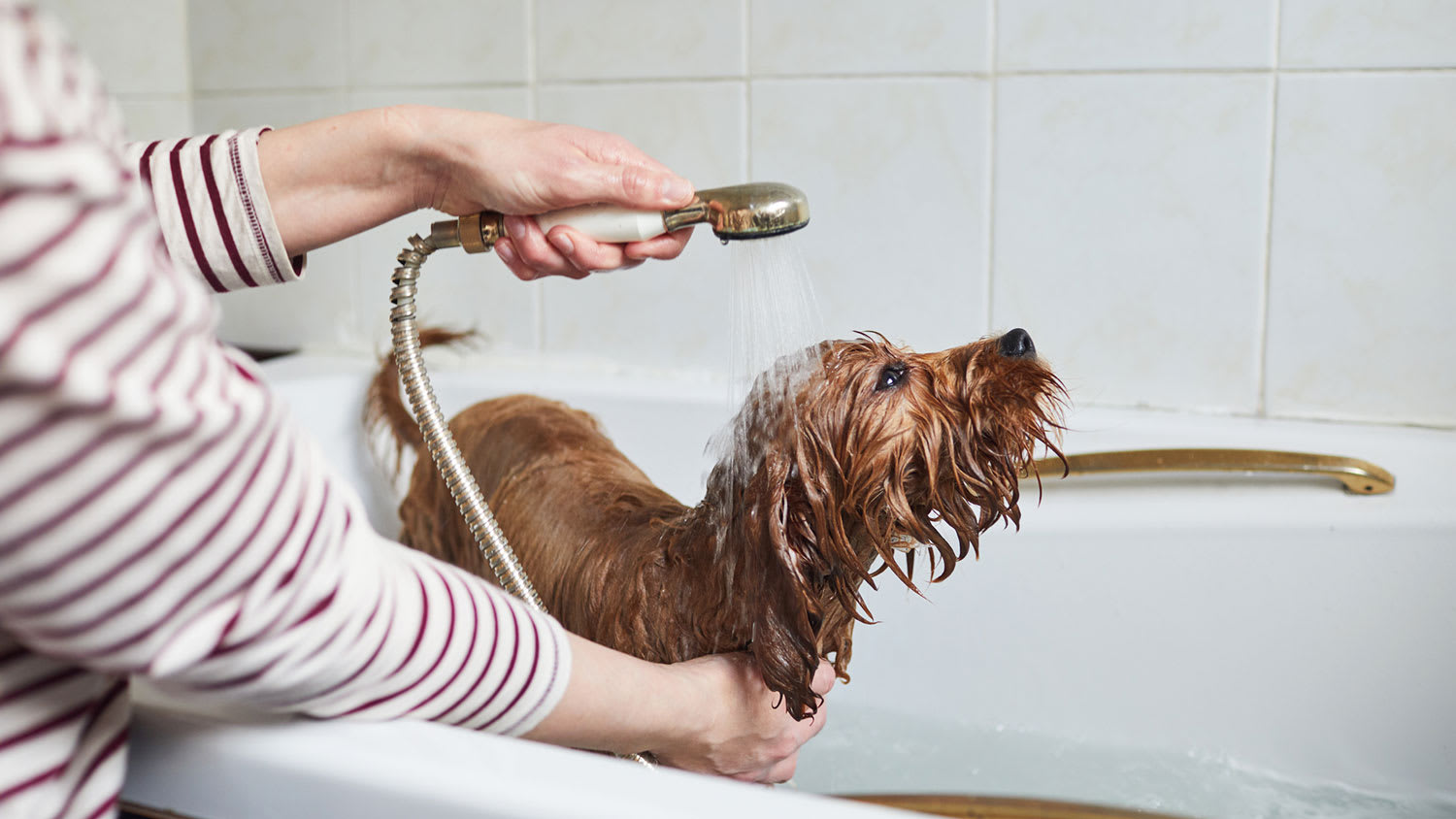 Woman bathing her dog in the bathtub