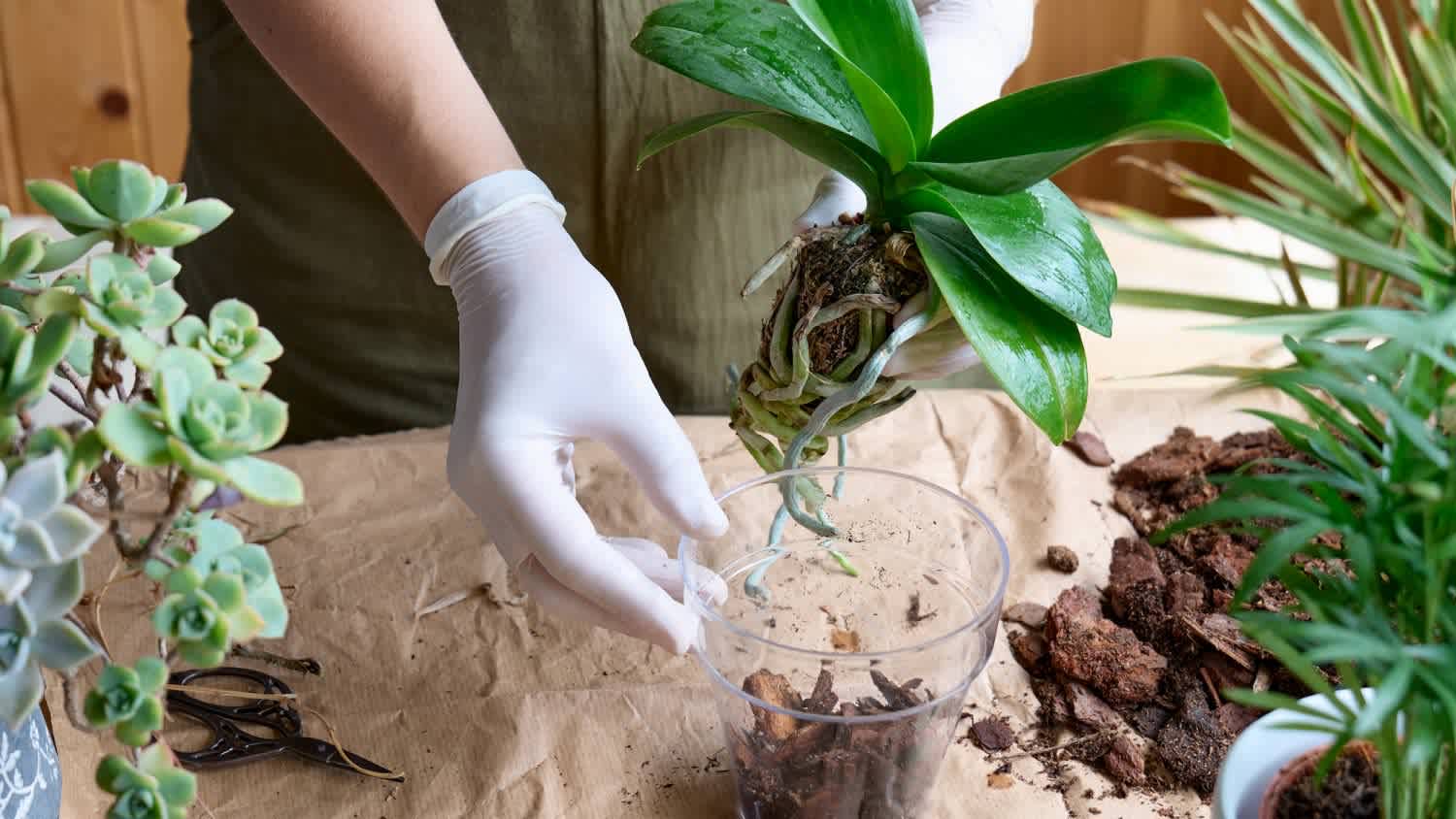 woman transplanting orchid into another pot