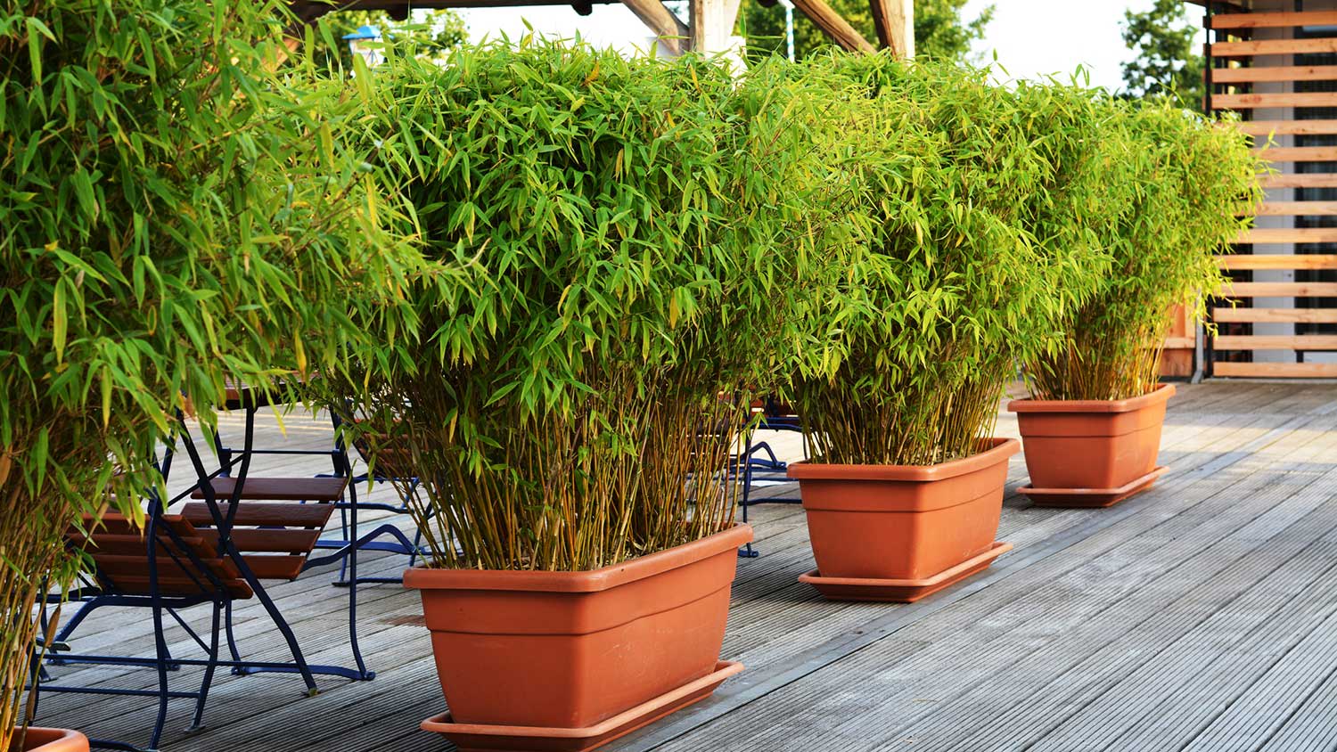 Modern patio with bamboo plants in orange containers