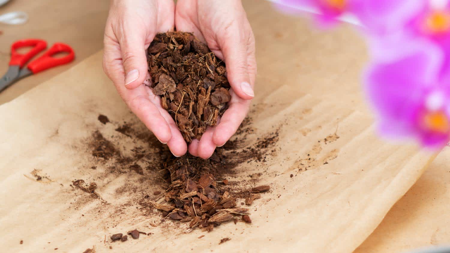 A woman holding orchid soil