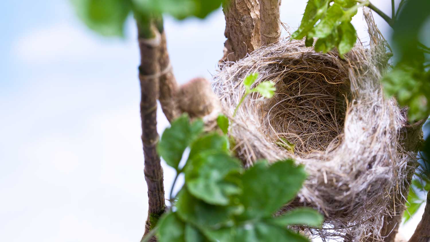 Closeup of an empty bird nest on a tree