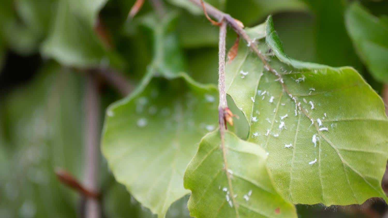 Tree leaves affected with mealybugs