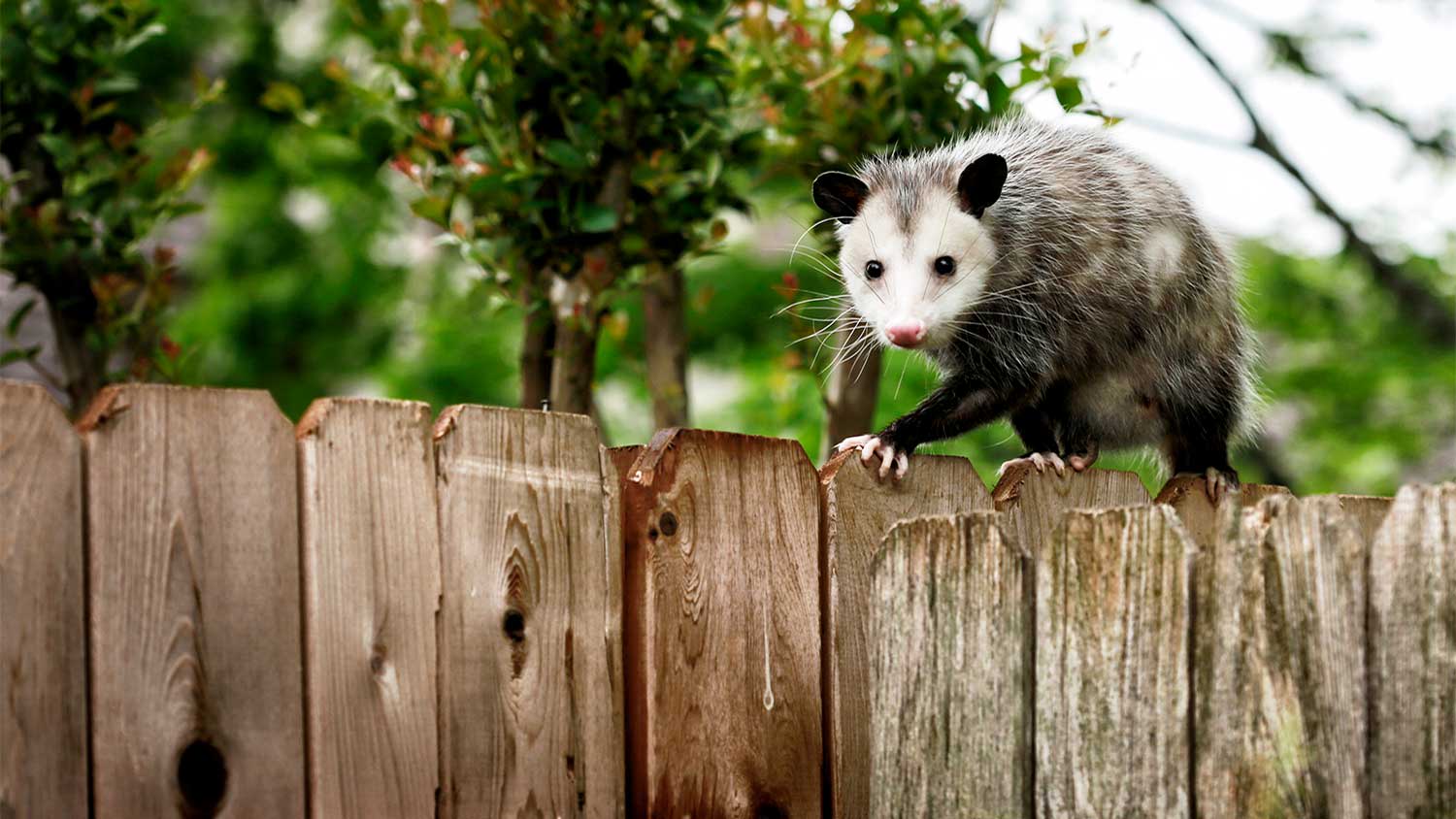 An opossum sits on a fence
