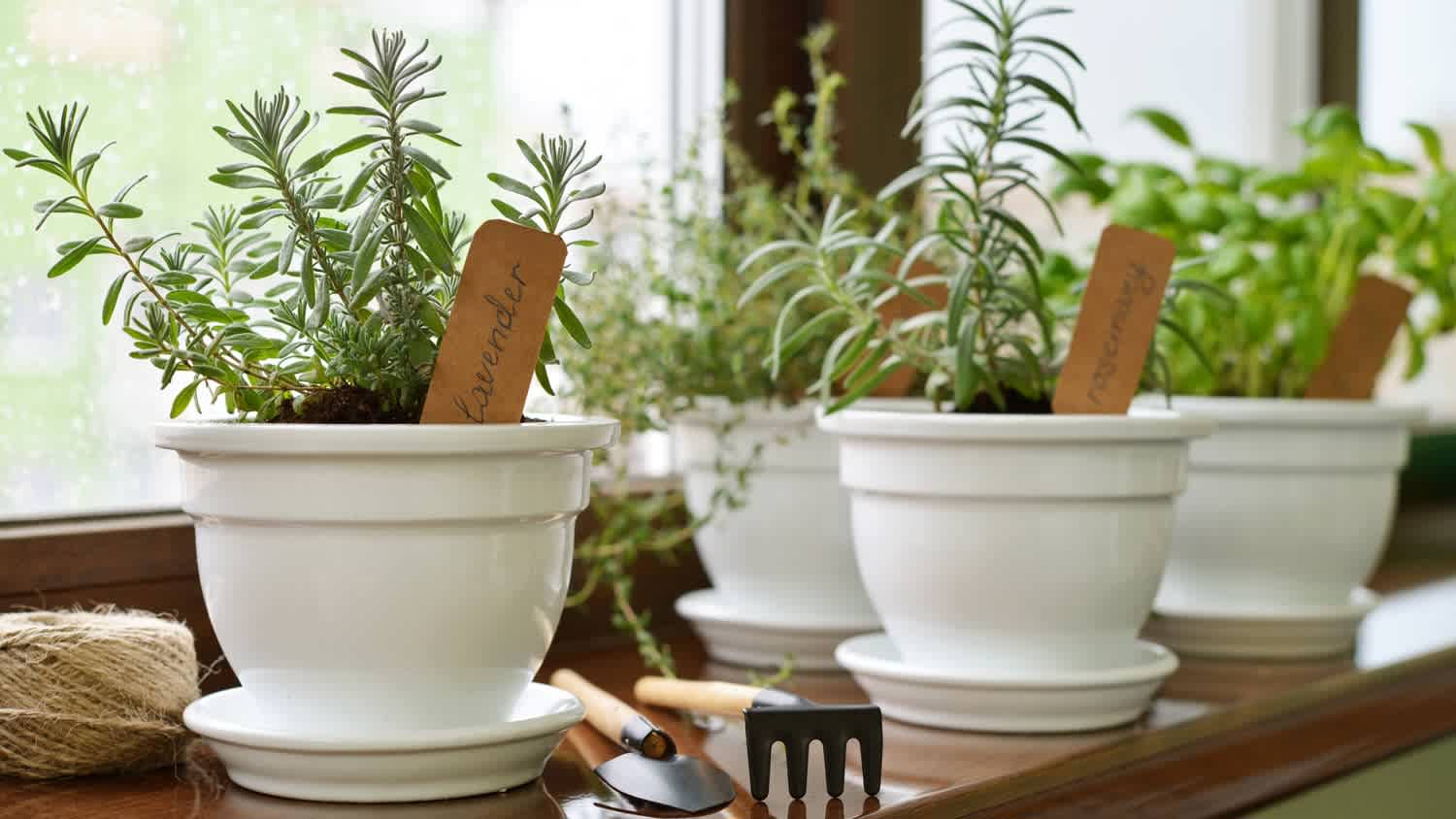 A lavender in a clay pot indoors