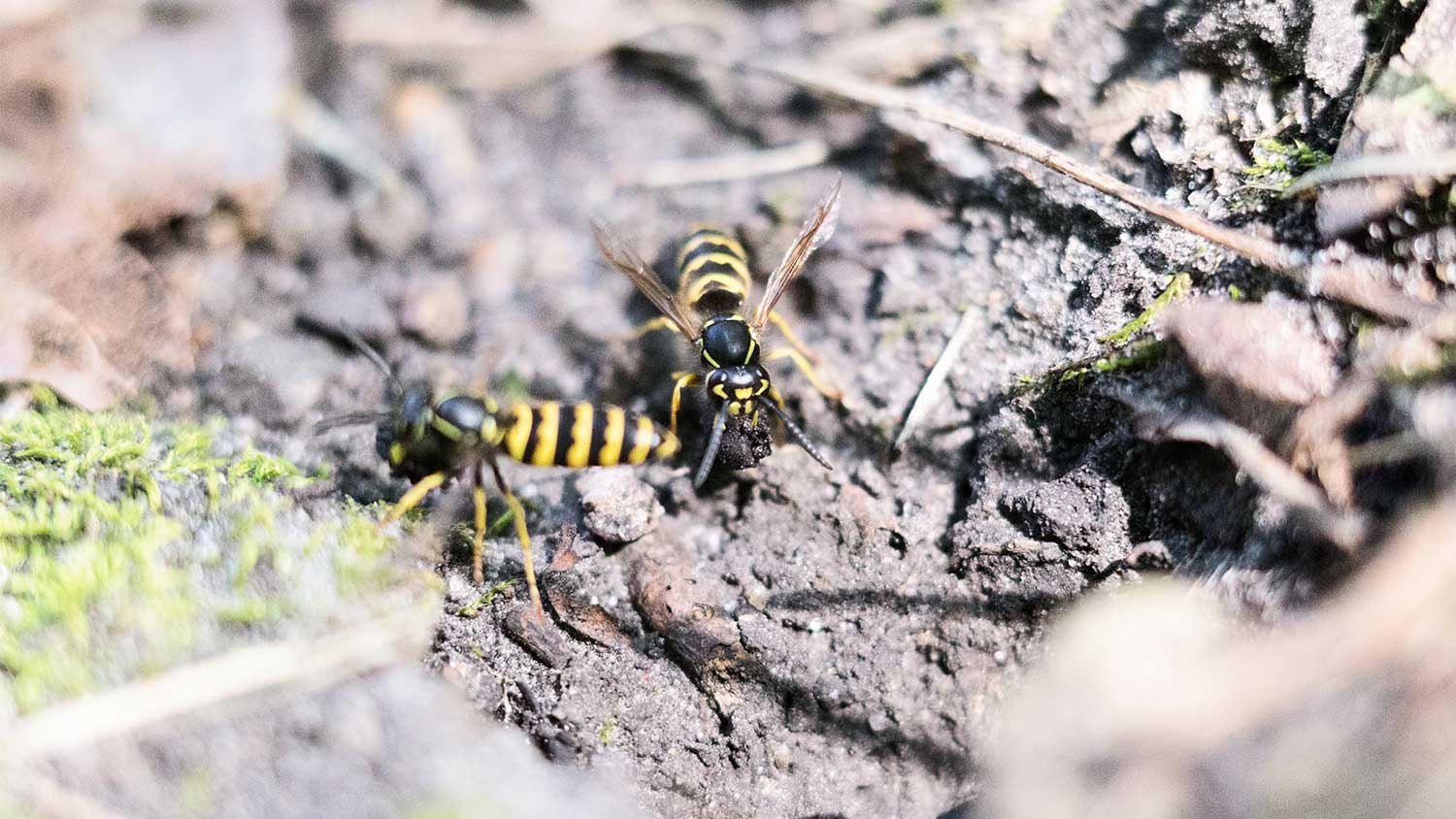 Wasps crawl on the ground