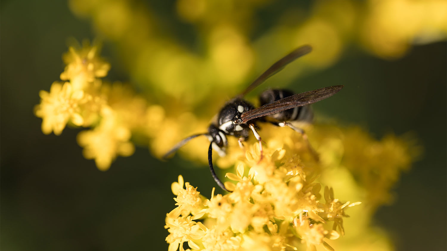 A yellow jacket perches on a flower