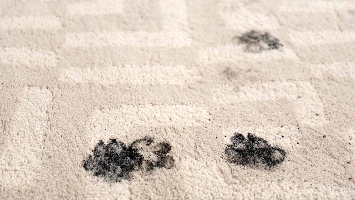 pet dirt marks on carpet