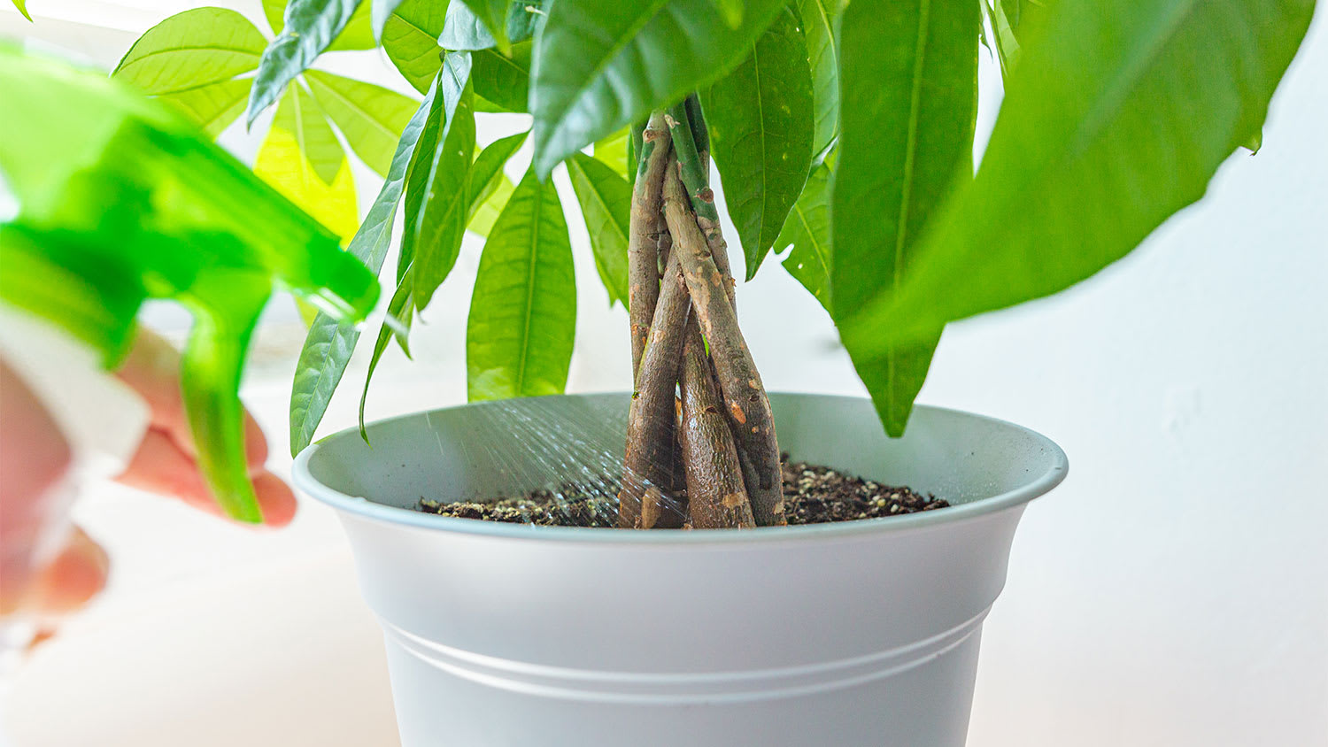 woman watering money tree