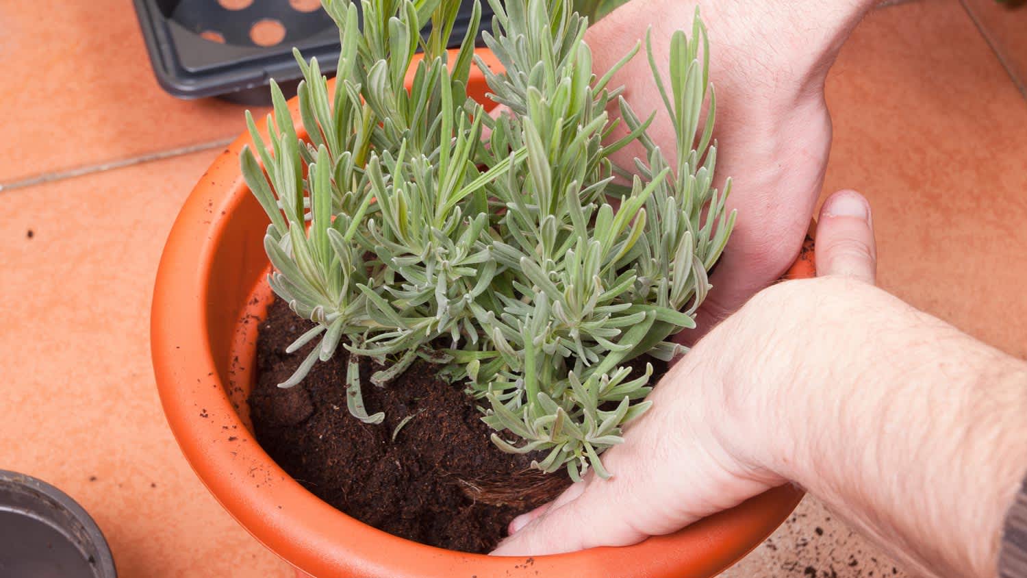 A man planting a lavender plant in a pot
