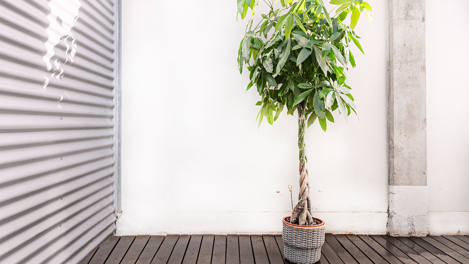 money tree outside