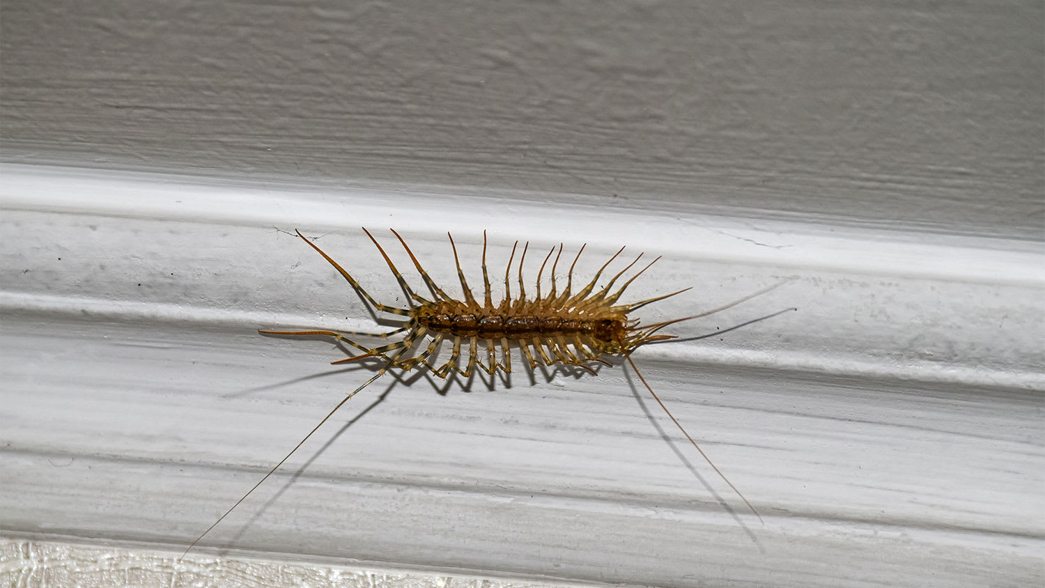 A view of a centipede inside a house