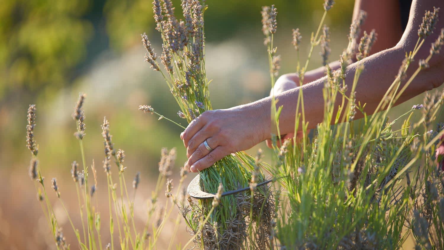 A woman harvesting lavender