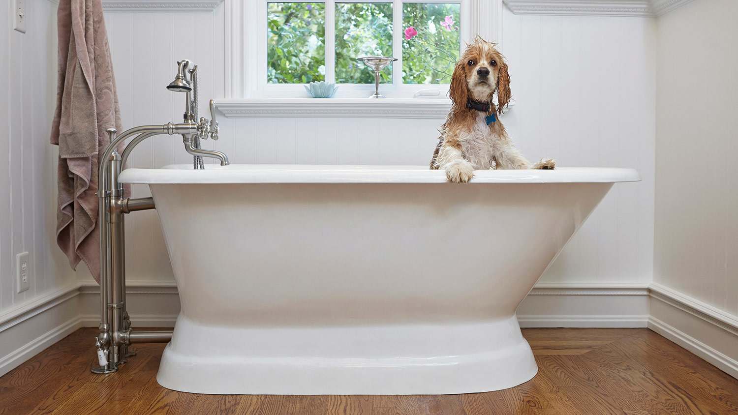 Wet dog getting a bath inside modern bathtub