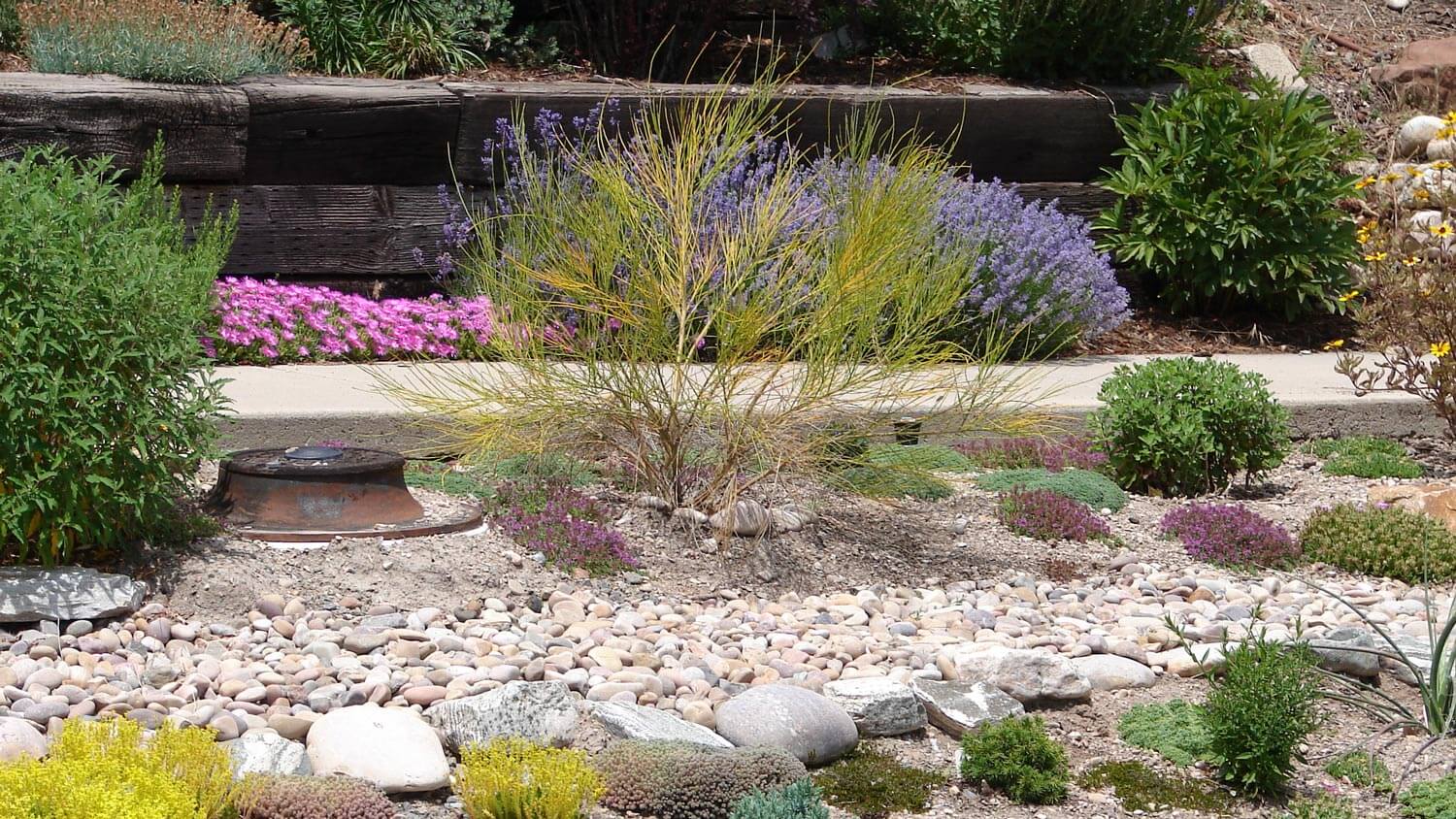 A xeriscaped garden with draught tolerant plants