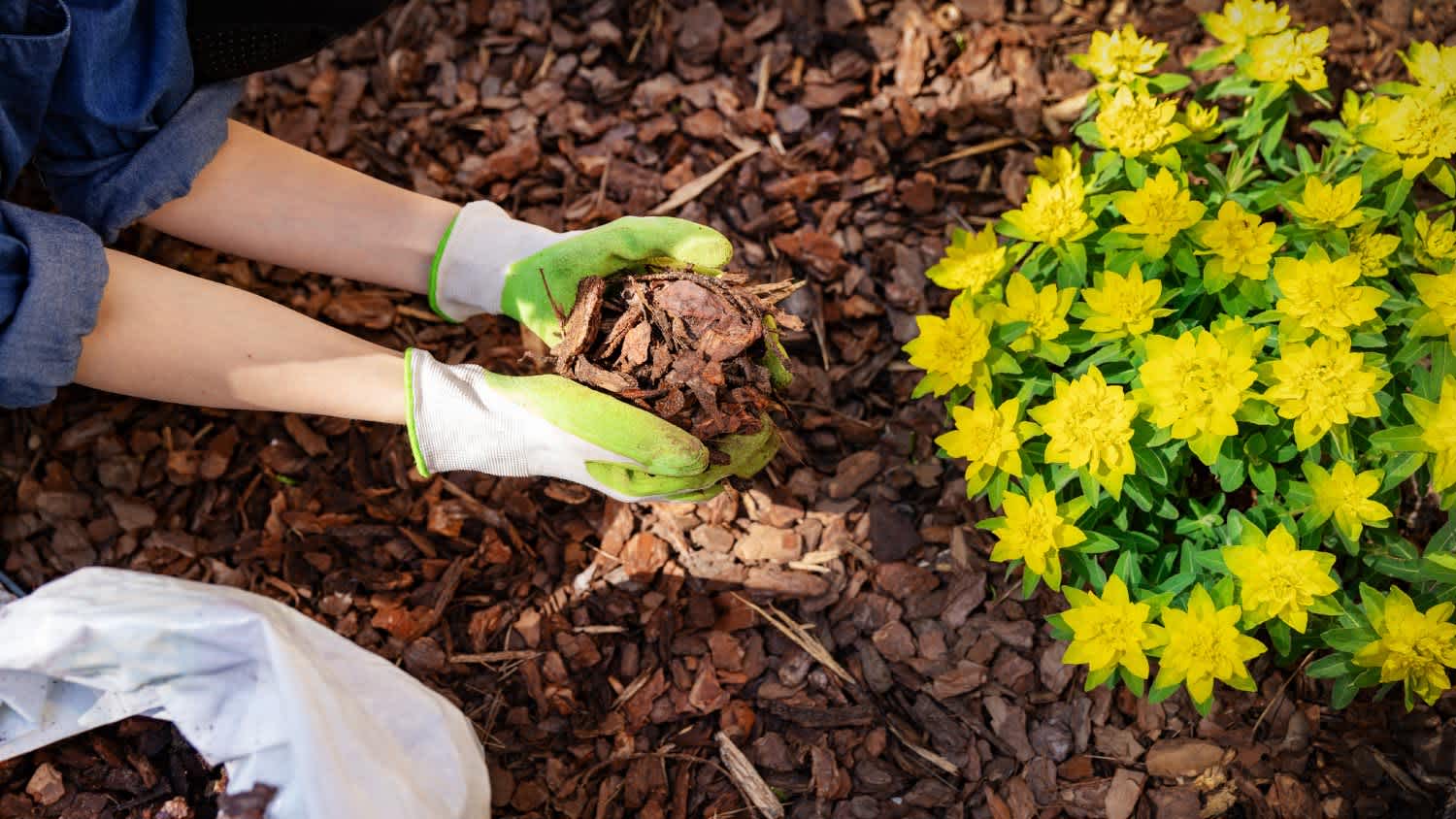 Gardener mulching flower bed