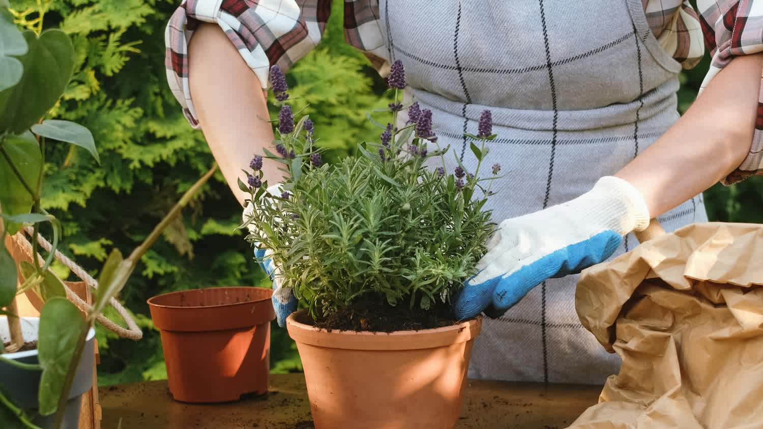 A woman taking care of a lavender plant