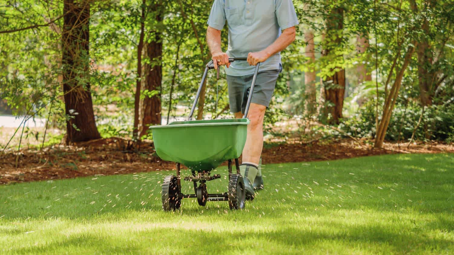 Man fertilizing and seeding backyard lawn