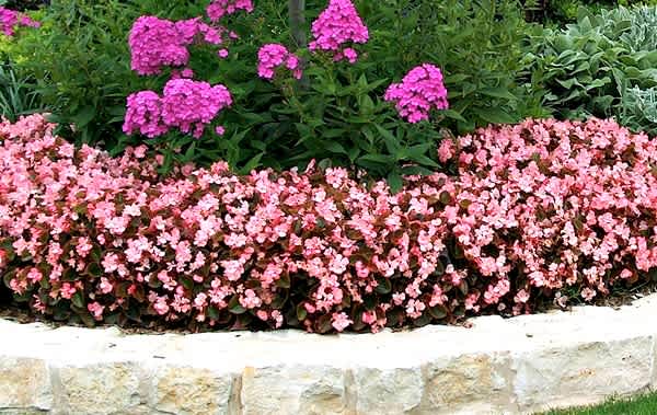 bed of begonias