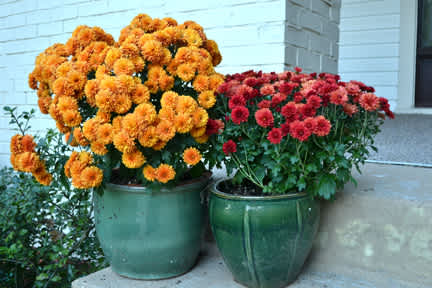 fall mums