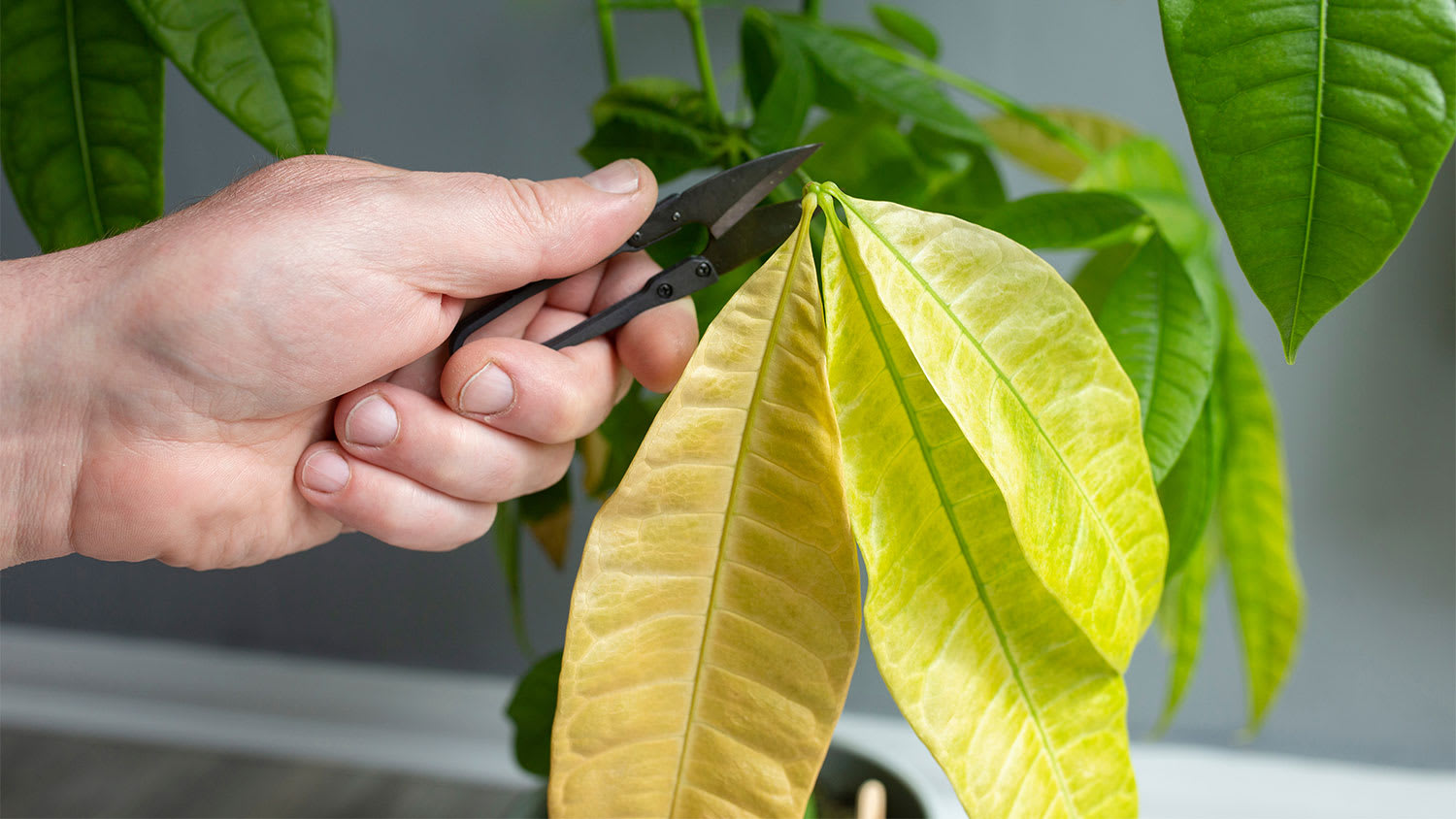 pruning yellow leaves from money plant