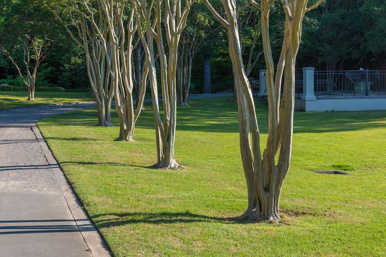 four trees planted in a row along a driveway