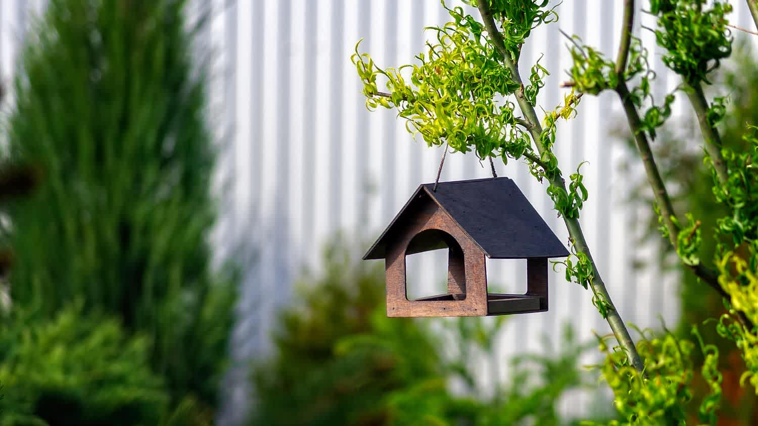 A bird feeder in a branch of a tree in the backyard