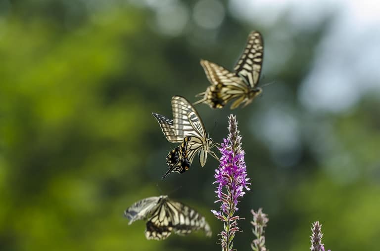 Three butterflies on a flower