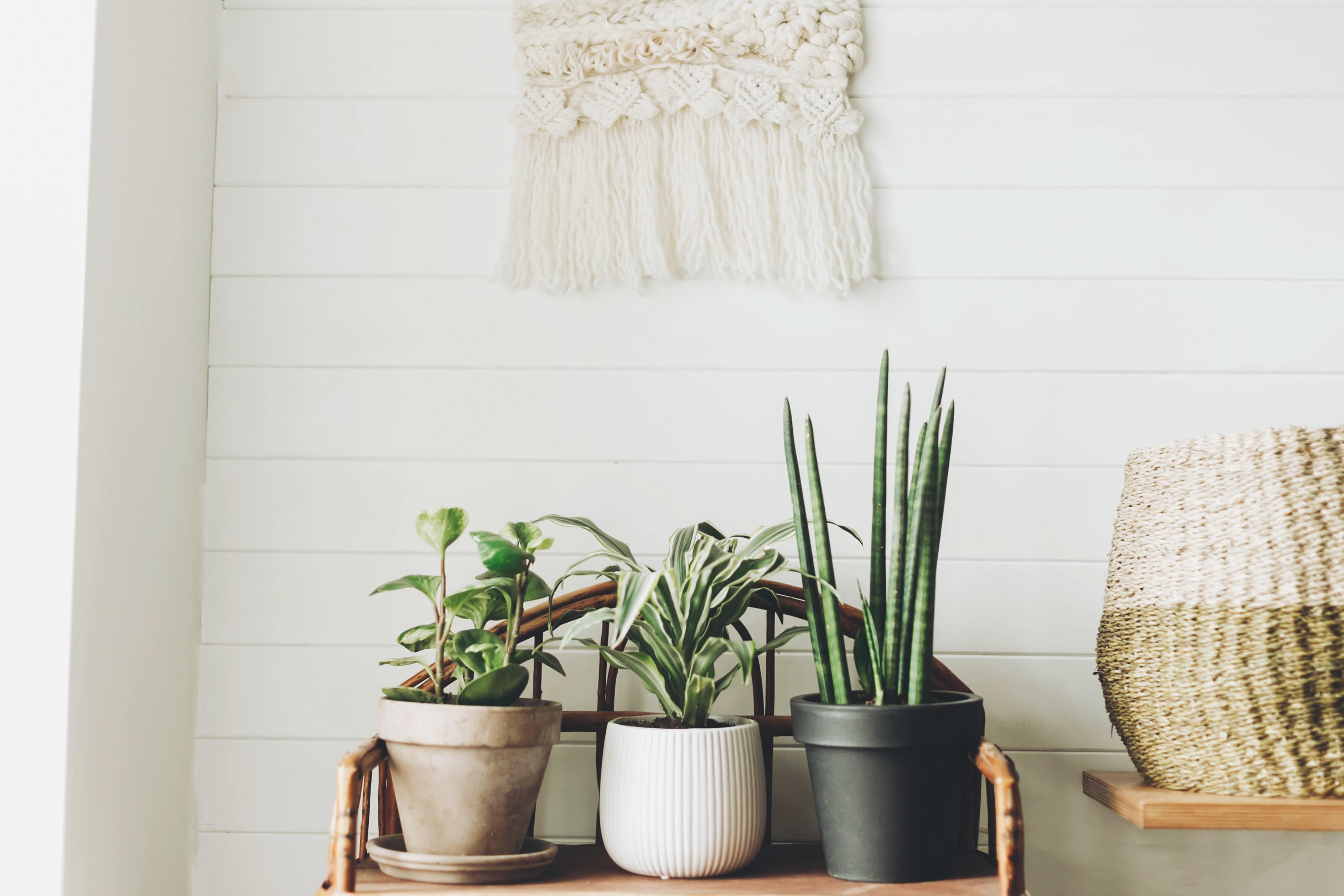 Hanging macrame tapestry and potted plants in boho bedroom