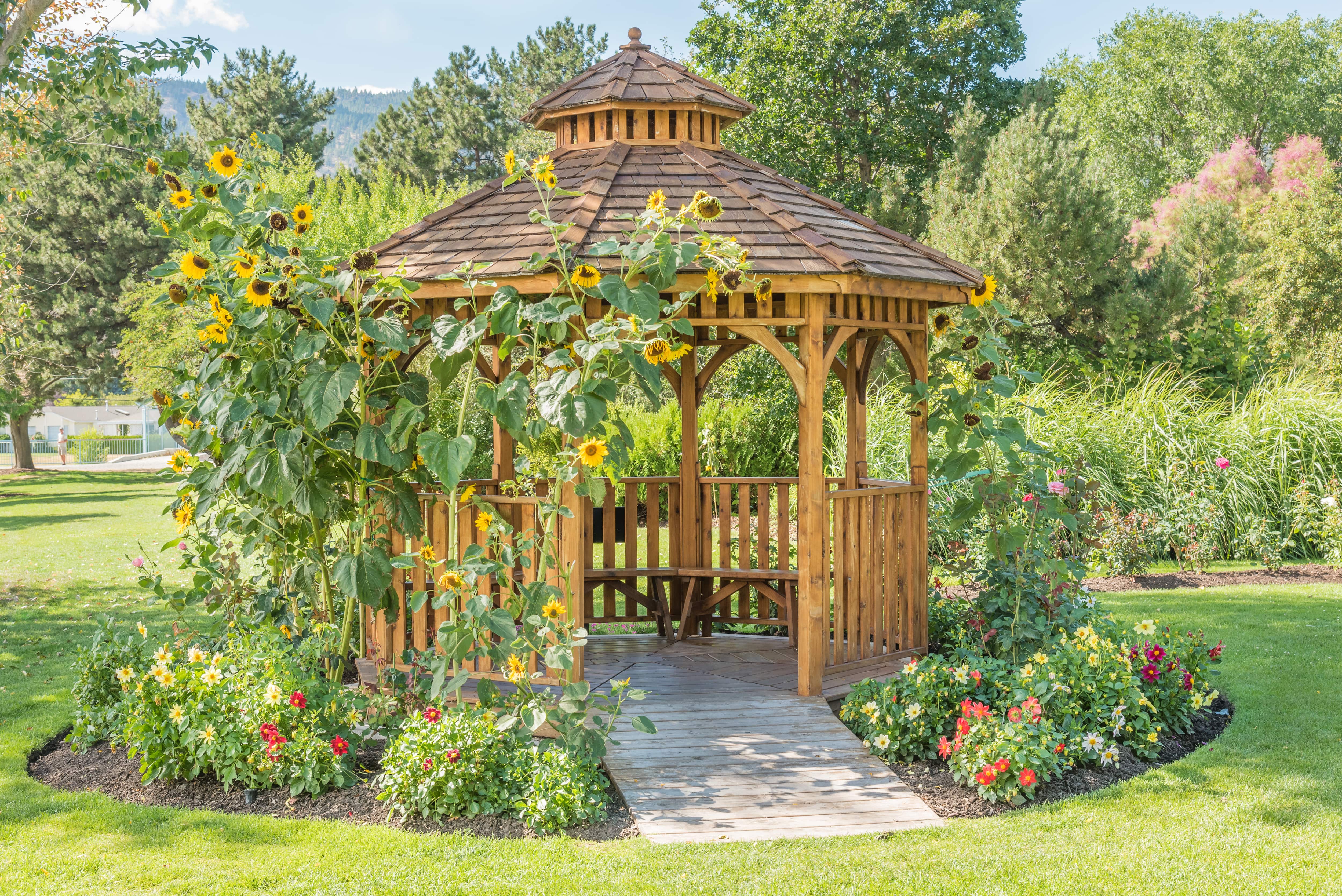 Sunflowers climbing wooden gazebo in yard
