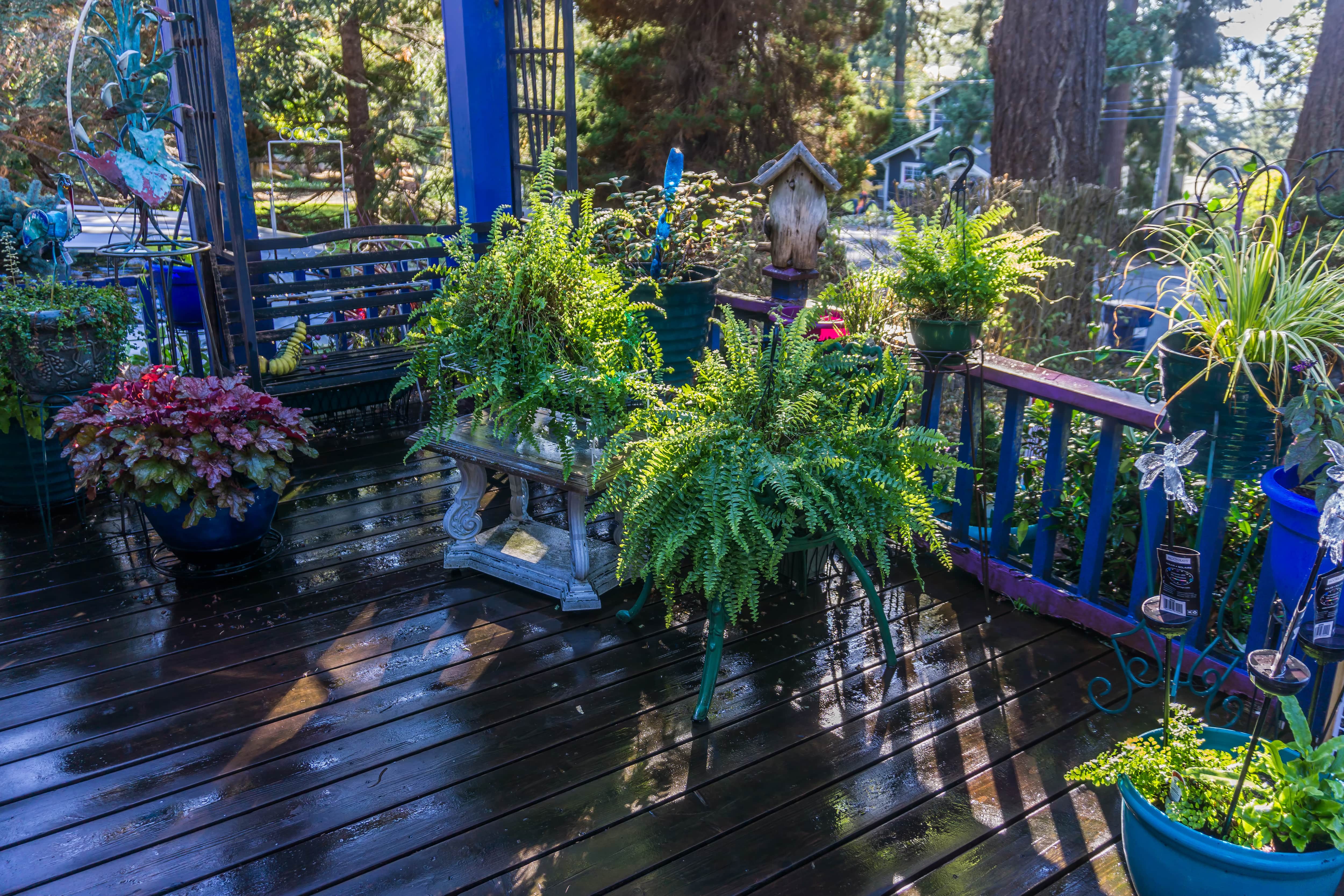 Flower pots on back porch