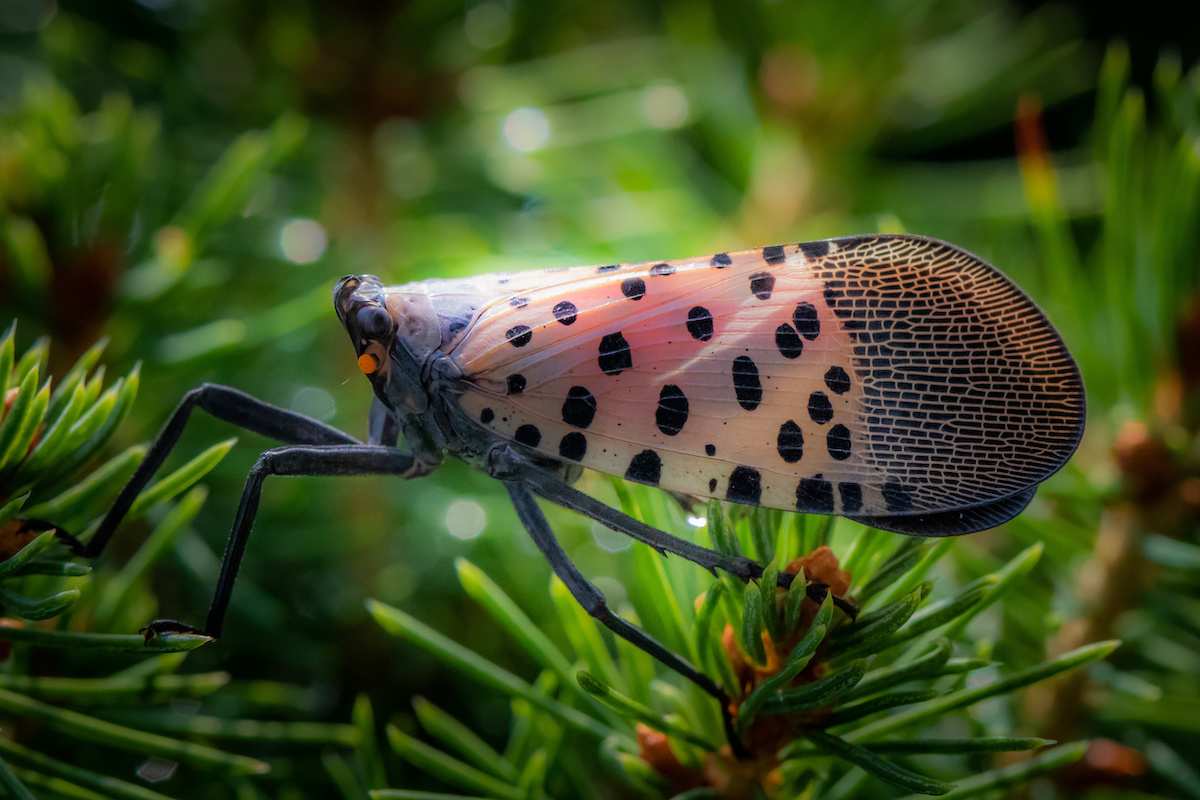 Profile of a spotted lanternfly