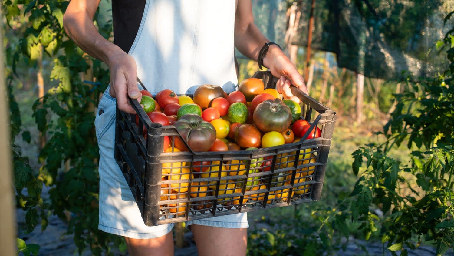 A woman having collected ripe tomatoes from her vegetable garden