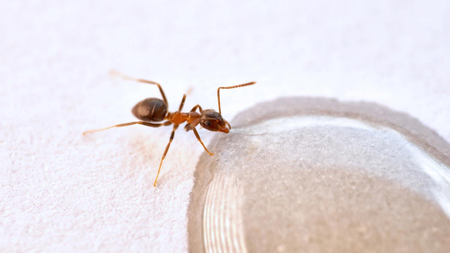 Close-up of an ant